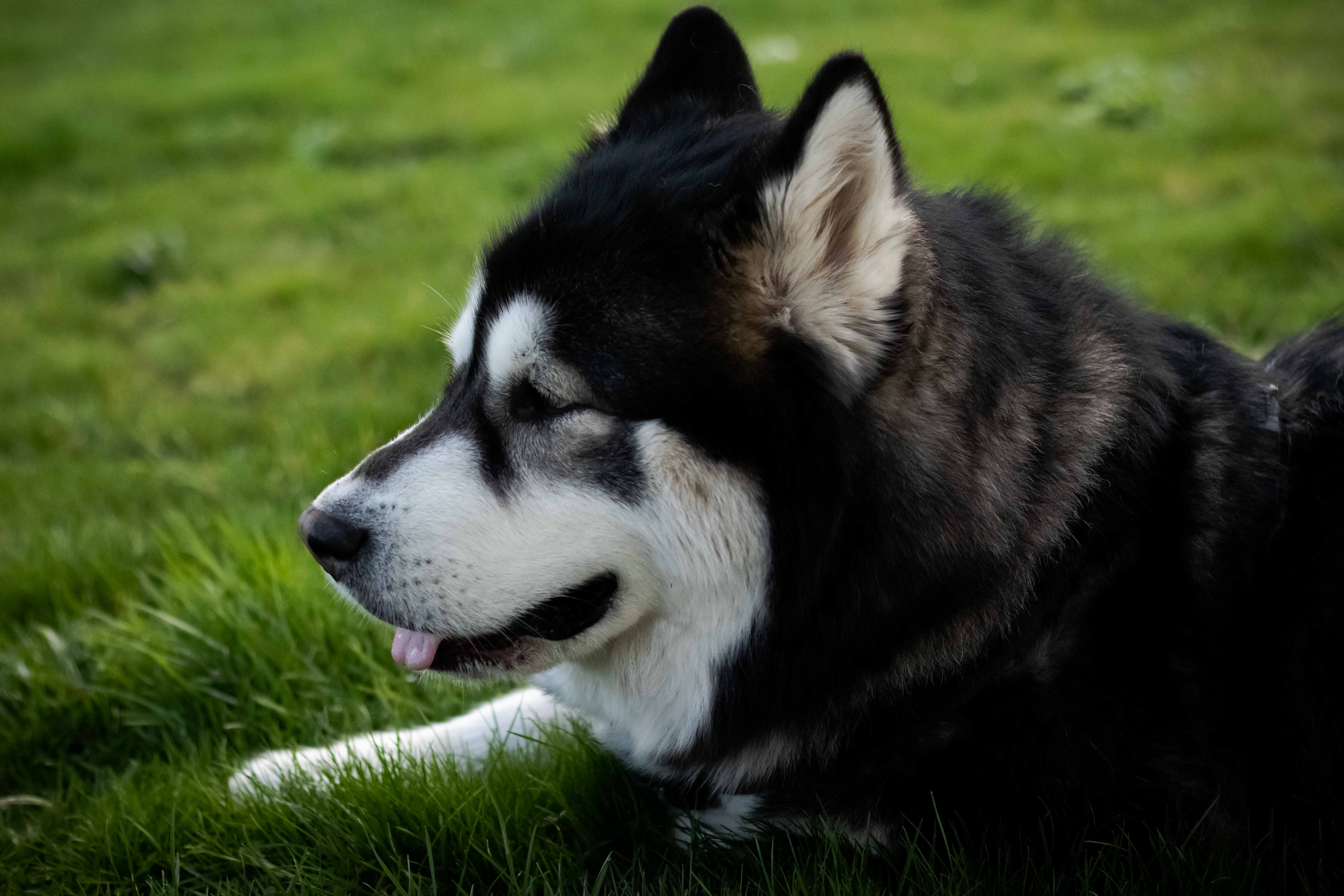 Photo d'un husky de coté dans l'herbe